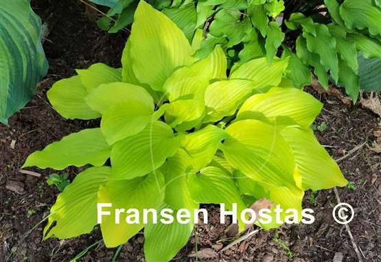 Hosta Ava Ann